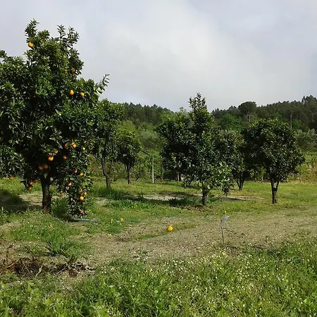 Orange Olives - Casa Verde Σπίτι διακοπών *