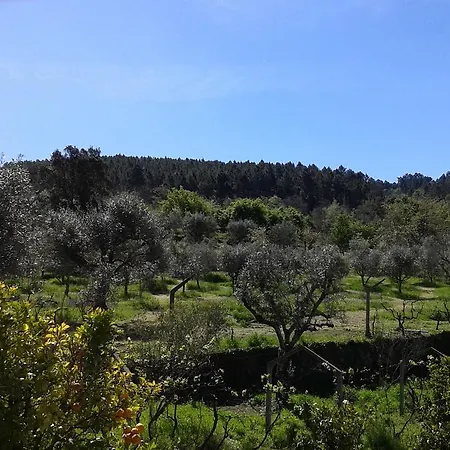 Orange Olives - Casa Verde
